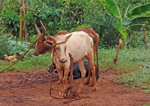Велика рогата худоба в Уганді — стокове фото