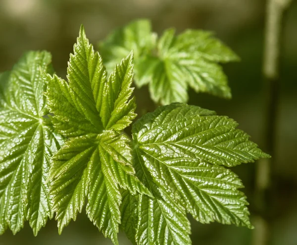 Zackige Frühlingsblätter — Stockfoto