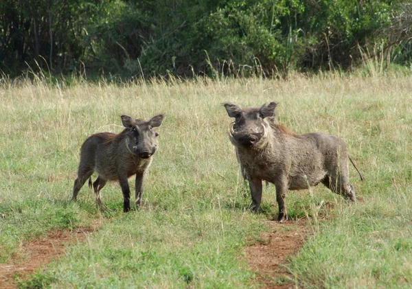 Warthogs in sunny ambiance — Stock Photo, Image