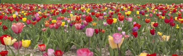 Colorful field of tulips — Stock Photo, Image