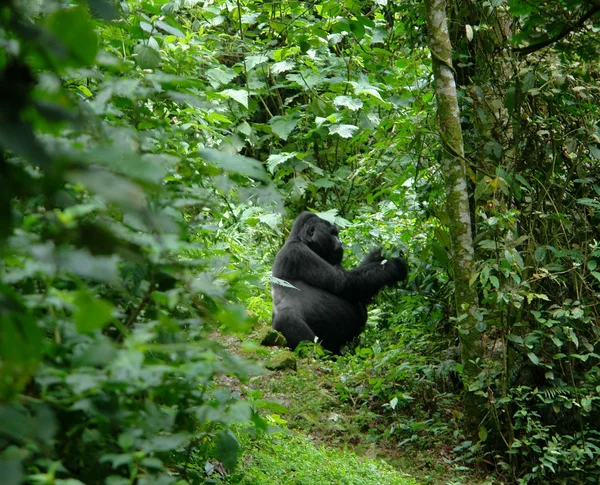 Gorilla im afrikanischen Dschungel — Stockfoto