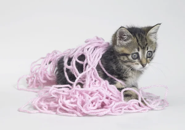 Kitten and pink wool — Stock Photo, Image