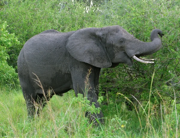 Éléphant en Ouganda — Photo