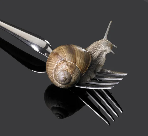Grapevine snail on fork — Zdjęcie stockowe