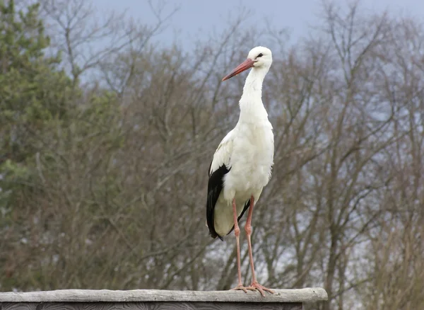 Cigüeña blanca en espalda natural — Foto de Stock
