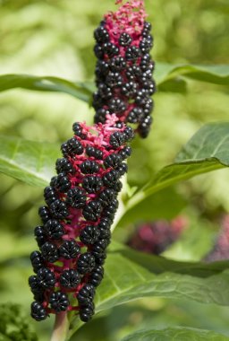 Pokeweed plants clipart