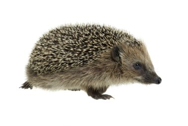 Walking hedgehog in white back clipart