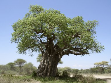 Old Baobab tree clipart