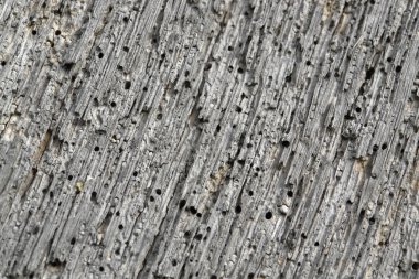 Weathered porous wood detail clipart