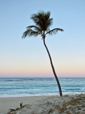 Palm tree at evening time clipart
