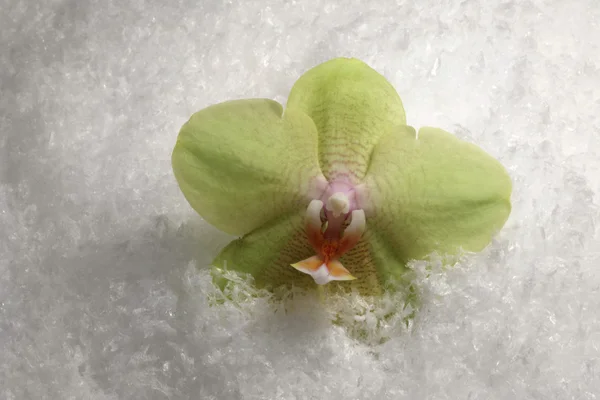 Orchid flower and snow — Stock Photo, Image
