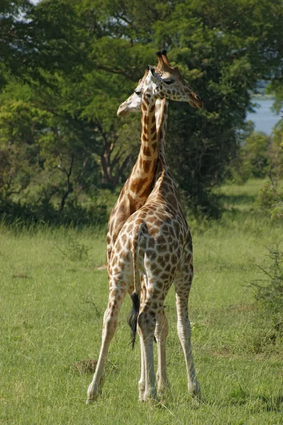 Fighting Giraffes in Uganda — Stock Photo, Image