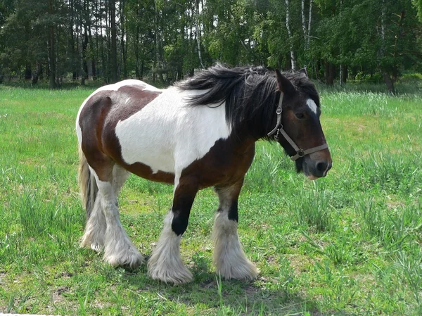Projeto de cavalo em pasto verde — Fotografia de Stock