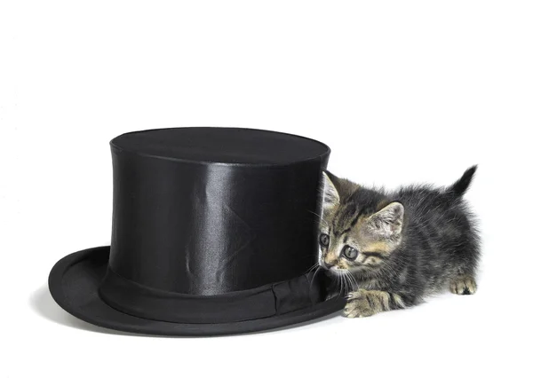 Kitten hiding behind a top hat — Stock Photo, Image