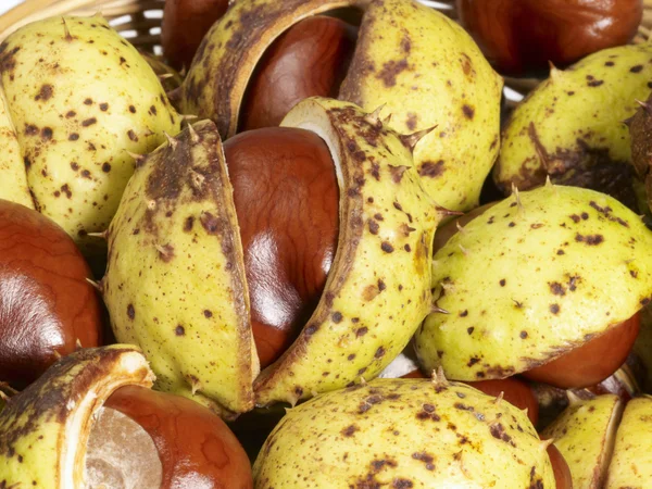 stock image Horse chestnuts