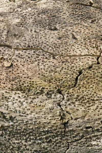 Abstrakt trä detalj — Stockfoto