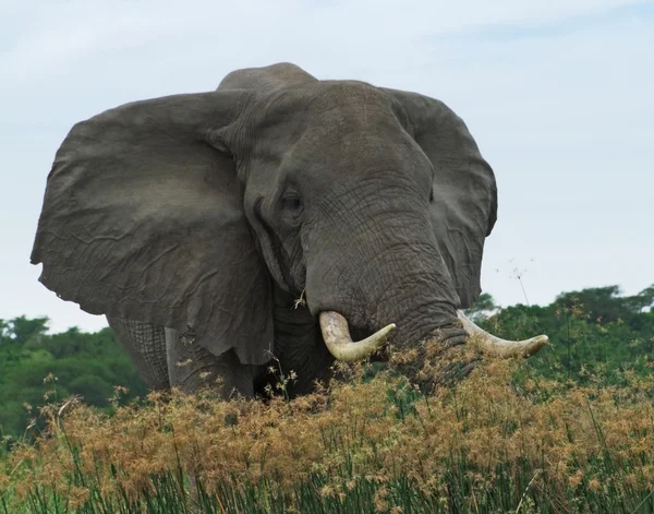 Elefant i uganda — Stockfoto