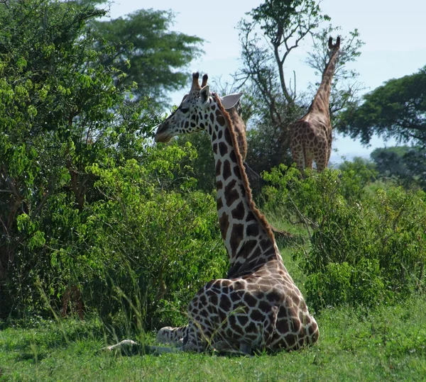 长颈鹿在绿色植被 — 图库照片