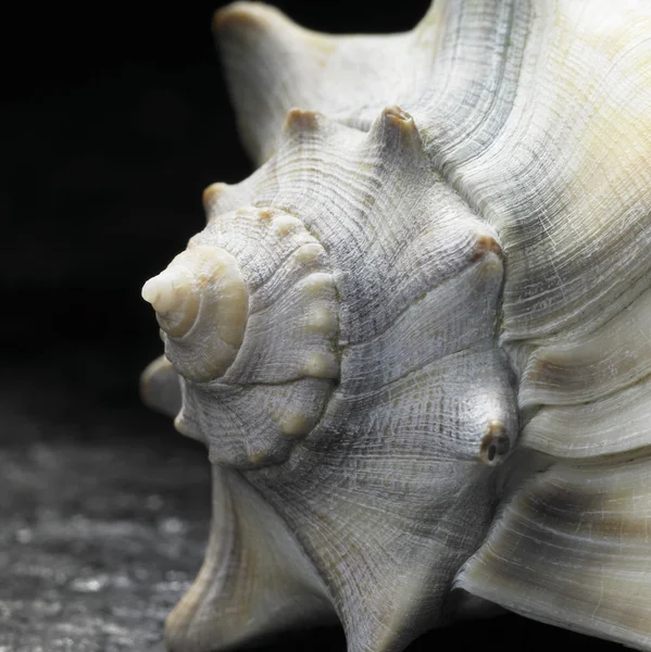 Primer plano de concha marina —  Fotos de Stock