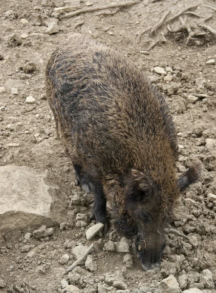 Wild boar in stony back — ストック写真
