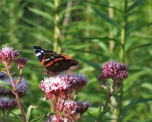 Red Admiral on flower at summer time — Stock Photo, Image