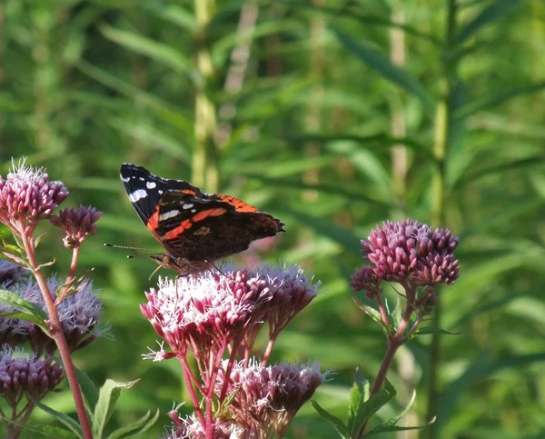 Red admiral op de bloem op zomertijd — Stockfoto