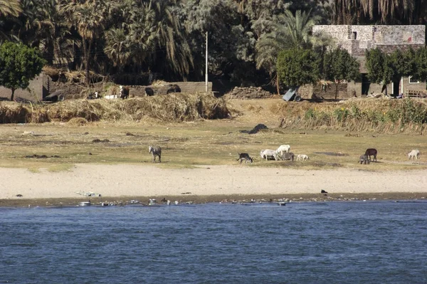 Сельский пейзаж между Асуаном и Луксором — стоковое фото