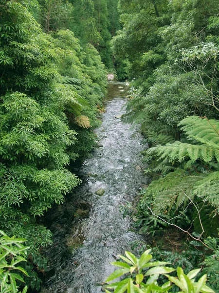 Petit ruisseau dans une végétation dense — Photo