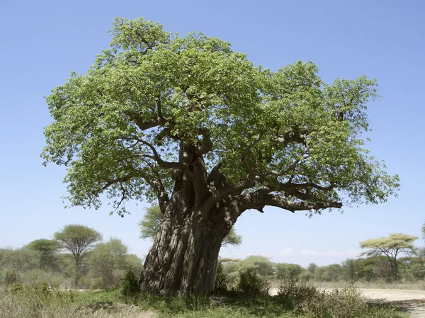 Alter Baobab-Baum — Stockfoto