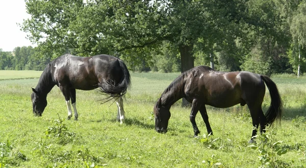 Dos caballos oscuros en un ambiente rural — Foto de Stock