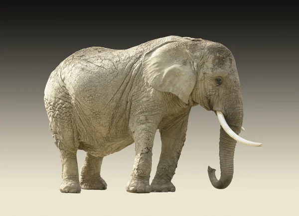Słoń afrykański — Zdjęcie stockowe