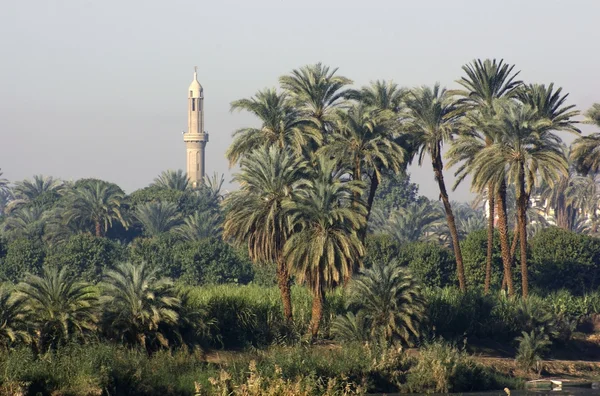 Palmiye ağaçları ve Minare — Stok fotoğraf