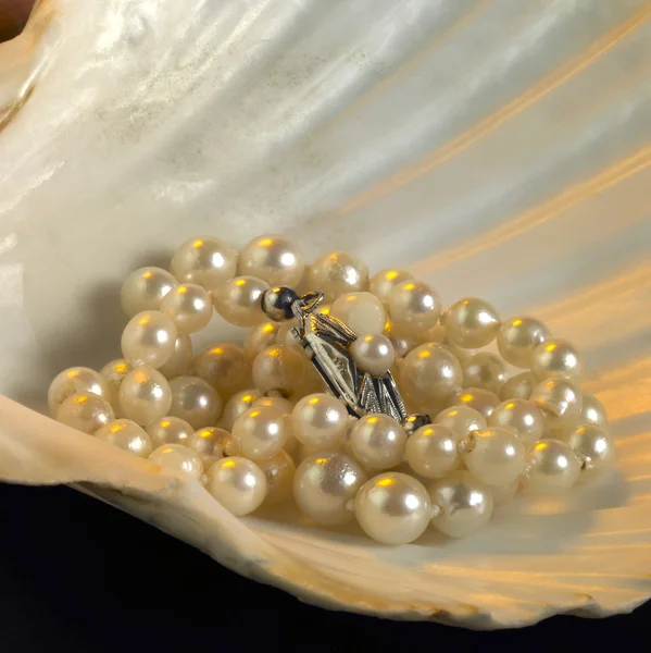 Seashell and pearl necklace — Stock Photo, Image