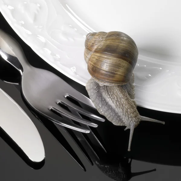 葡萄蜗牛爬行在餐具上 — 图库照片