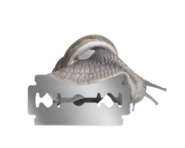 葡萄蜗牛和剃刀刀片 — 图库照片