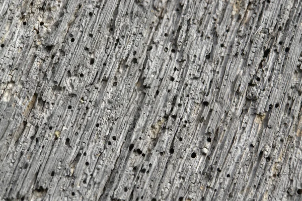 Detalhe de madeira porosa desgastada — Fotografia de Stock