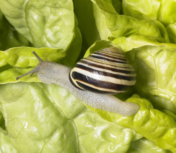 Grove snail upon green lettuce — Stock Photo, Image