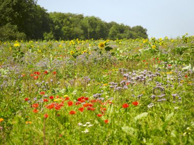 Flowering meadow clipart