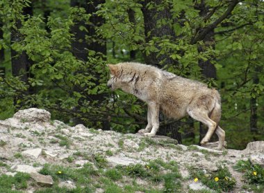 Gray Wolf on small hill clipart