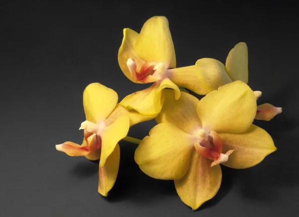 Några gula orkidé blommor — Stockfoto