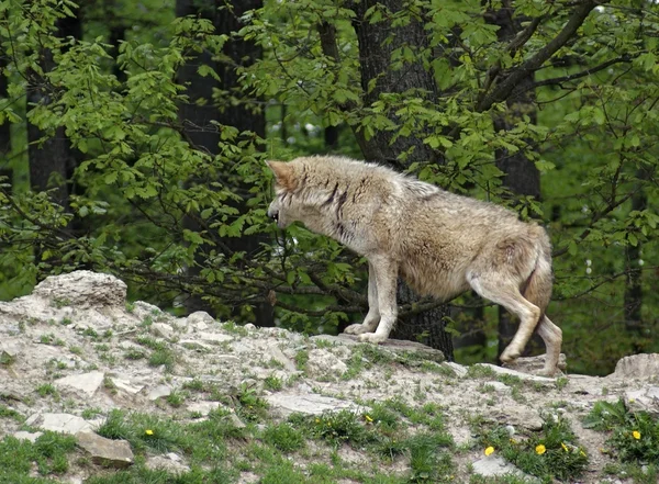Сірий вовк на невеликому пагорбі — стокове фото