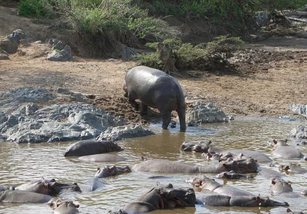 Hippo en kust — Stockfoto