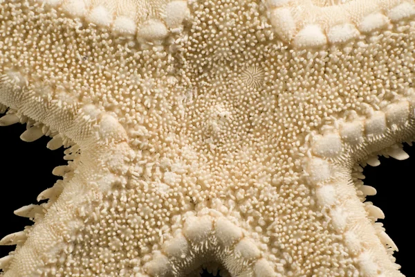 Resumo detalhe estrela-do-mar — Fotografia de Stock