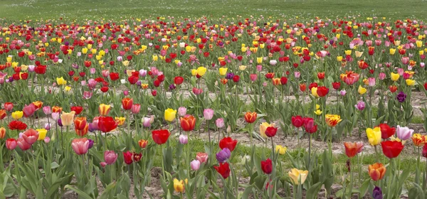 Красочное поле тюльпанов — стоковое фото