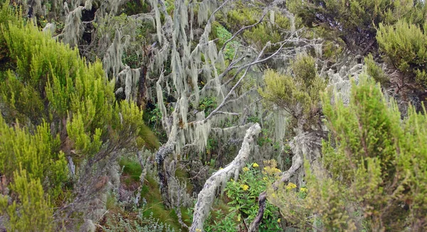 Vegetationen runt mount muhabura — Stockfoto