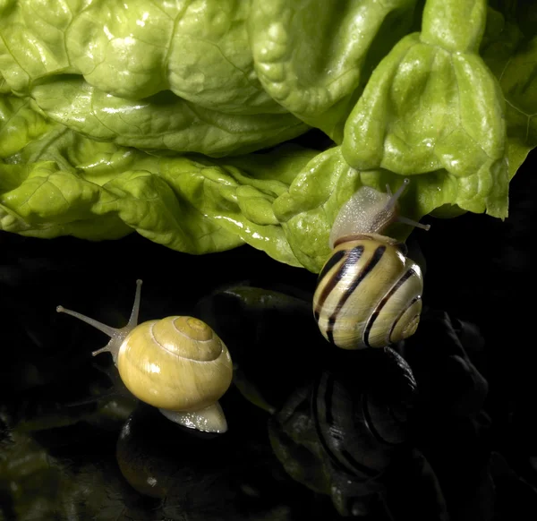グローブ カタツムリと緑のサラダ葉 — ストック写真