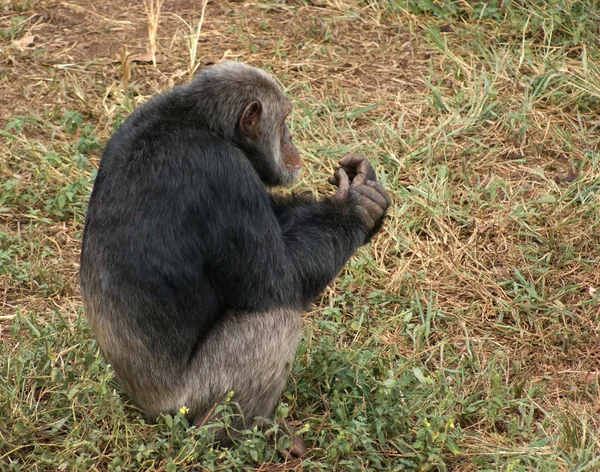 Chimpanzé em terreno gramado — Fotografia de Stock