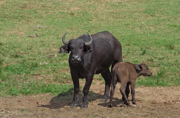Afrikaanse buffels in zonnige sfeer — Stockfoto