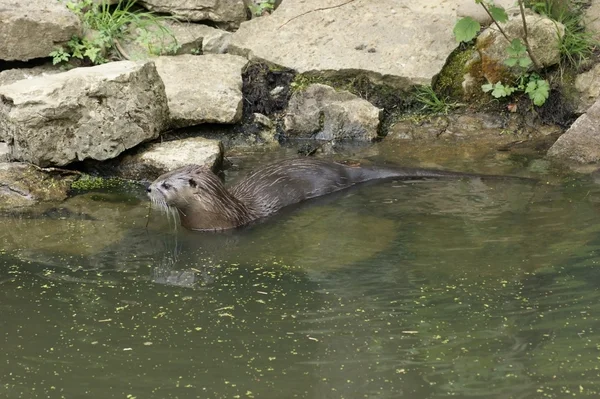Otter in waterside ambiance — Stock Photo, Image