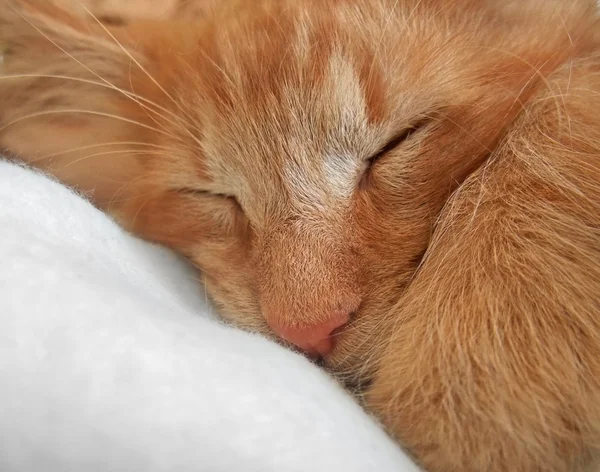 Портрет спящей кошки — стоковое фото